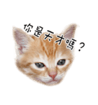 猫の写真スタンプ 中国語版 繁体（個別スタンプ：10）