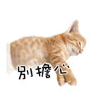 猫の写真スタンプ 中国語版 繁体（個別スタンプ：11）