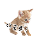 猫の写真スタンプ 中国語版 繁体（個別スタンプ：12）