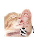 猫の写真スタンプ 中国語版 繁体（個別スタンプ：13）