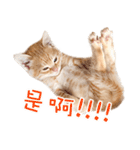 猫の写真スタンプ 中国語版 繁体（個別スタンプ：14）