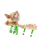 猫の写真スタンプ 中国語版 繁体（個別スタンプ：15）