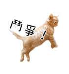 猫の写真スタンプ 中国語版 繁体（個別スタンプ：17）