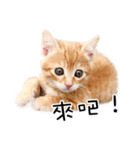 猫の写真スタンプ 中国語版 繁体（個別スタンプ：18）