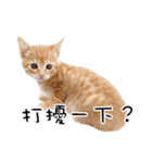 猫の写真スタンプ 中国語版 繁体（個別スタンプ：19）