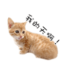 猫の写真スタンプ 中国語版 繁体（個別スタンプ：20）