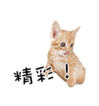 猫の写真スタンプ 中国語版 繁体（個別スタンプ：21）