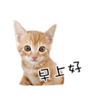 猫の写真スタンプ 中国語版 繁体（個別スタンプ：22）