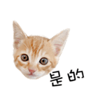 猫の写真スタンプ 中国語版 繁体（個別スタンプ：23）