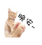 猫の写真スタンプ 中国語版 繁体（個別スタンプ：27）