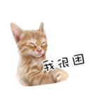 猫の写真スタンプ 中国語版 繁体（個別スタンプ：28）