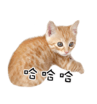 猫の写真スタンプ 中国語版 繁体（個別スタンプ：29）