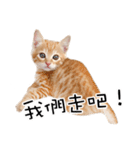 猫の写真スタンプ 中国語版 繁体（個別スタンプ：30）
