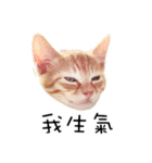 猫の写真スタンプ 中国語版 繁体（個別スタンプ：32）