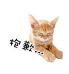 猫の写真スタンプ 中国語版 繁体（個別スタンプ：33）