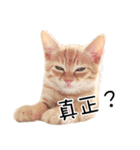猫の写真スタンプ 中国語版 繁体（個別スタンプ：34）