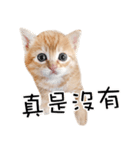 猫の写真スタンプ 中国語版 繁体（個別スタンプ：38）