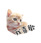 猫の写真スタンプ 中国語版 繁体（個別スタンプ：39）