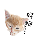 猫の写真スタンプ 中国語版 繁体（個別スタンプ：40）