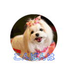 マルチーズあんずの日常♪（個別スタンプ：3）