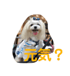 マルチーズあんずの日常♪（個別スタンプ：5）