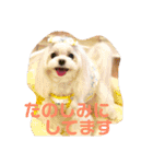マルチーズあんずの日常♪（個別スタンプ：8）