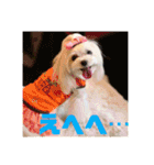 マルチーズあんずの日常♪（個別スタンプ：12）