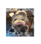 マルチーズあんずの日常♪（個別スタンプ：13）