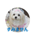 マルチーズあんずの日常♪（個別スタンプ：14）