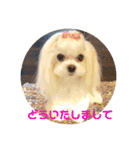 マルチーズあんずの日常♪（個別スタンプ：15）