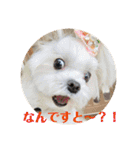 マルチーズあんずの日常♪（個別スタンプ：18）