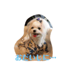 マルチーズあんずの日常♪（個別スタンプ：19）