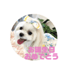 マルチーズあんずの日常♪（個別スタンプ：20）