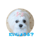マルチーズあんずの日常♪（個別スタンプ：21）