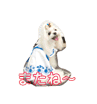マルチーズあんずの日常♪（個別スタンプ：22）