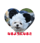 マルチーズあんずの日常♪（個別スタンプ：23）