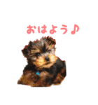 ヨーキー犬  モコの日常スタンプ（個別スタンプ：1）