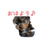 ヨーキー犬  モコの日常スタンプ（個別スタンプ：2）