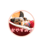 ヨーキー犬  モコの日常スタンプ（個別スタンプ：3）