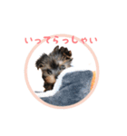 ヨーキー犬  モコの日常スタンプ（個別スタンプ：4）