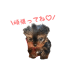 ヨーキー犬  モコの日常スタンプ（個別スタンプ：6）