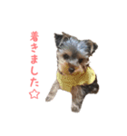 ヨーキー犬  モコの日常スタンプ（個別スタンプ：9）
