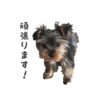 ヨーキー犬  モコの日常スタンプ（個別スタンプ：10）
