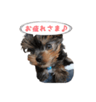 ヨーキー犬  モコの日常スタンプ（個別スタンプ：12）