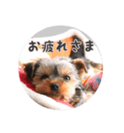 ヨーキー犬  モコの日常スタンプ（個別スタンプ：14）