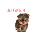 ヨーキー犬  モコの日常スタンプ（個別スタンプ：15）