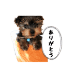 ヨーキー犬  モコの日常スタンプ（個別スタンプ：16）