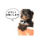 ヨーキー犬  モコの日常スタンプ（個別スタンプ：17）