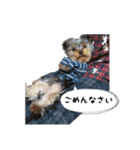ヨーキー犬  モコの日常スタンプ（個別スタンプ：18）