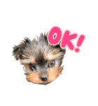 ヨーキー犬  モコの日常スタンプ（個別スタンプ：19）